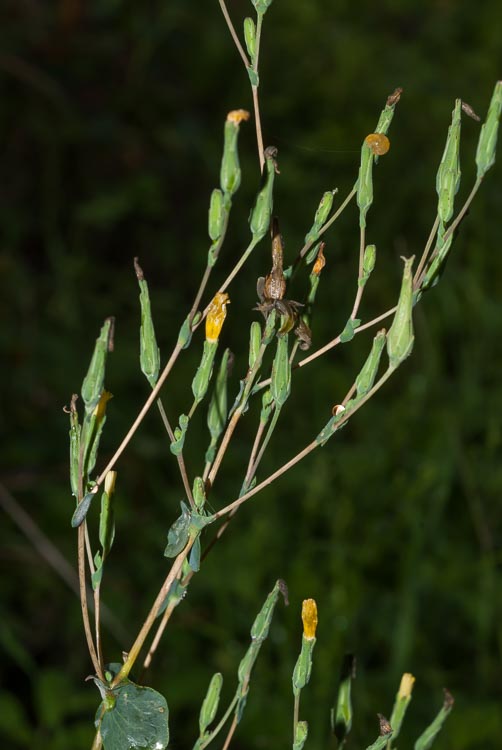 Lactuca serriola